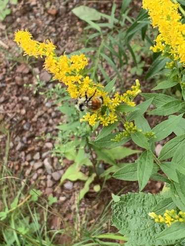 Tricolored Bumble Bee