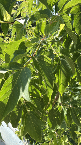 box elder