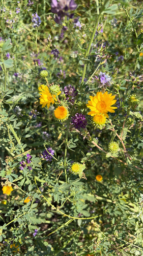 Curlycup Gumweed