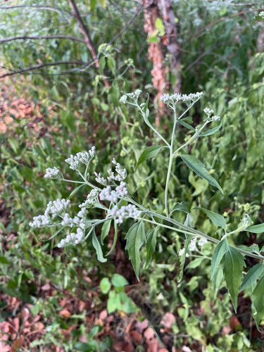 late boneset