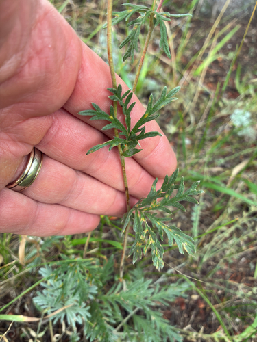 Potentilla pensylvanica, photograph 3