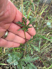 Potentilla pensylvanica, photograph (c) Eric Lamb, some rights reserved (CC BY)