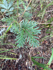Potentilla pensylvanica