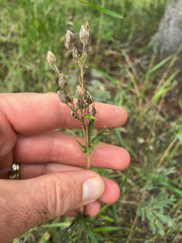 Potentilla pensylvanica, photograph 2