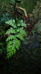 Asplenium ritoense