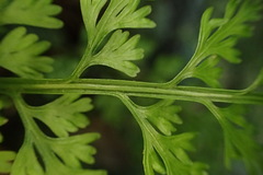 Asplenium ritoense