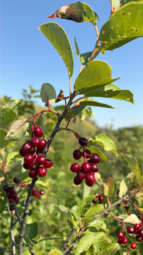 chokecherry