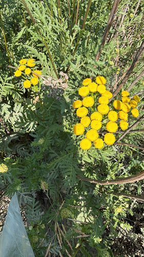 tansy