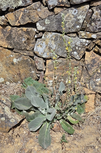 Verbascum pulverulentum, photograph 3