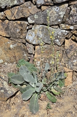 Verbascum pulverulentum, photograph (c) David Pereira, some rights reserved (CC BY)