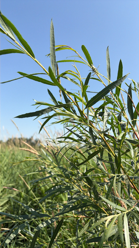 interior sandbar willow