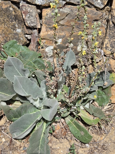 Verbascum pulverulentum, photograph 4