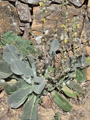 Verbascum pulverulentum, photograph (c) David Pereira, some rights reserved (CC BY)