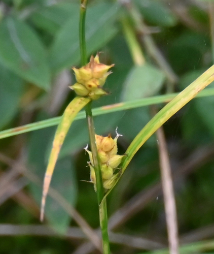 Carex houghtoniana
