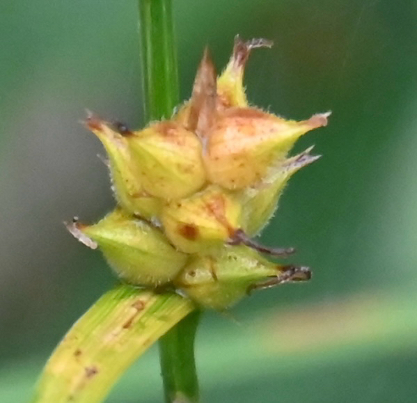 Carex houghtoniana; photograph (c) Eric Lamb, some rights reserved (CC BY)