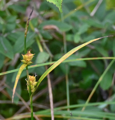 (c) Eric Lamb, some rights reserved (CC BY) Carex houghtoniana, photograph (c) Eric Lamb, some rights reserved (CC BY)