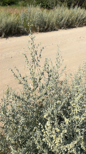 absinthe wormwood