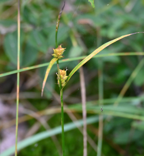 Carex houghtoniana, photograph 2