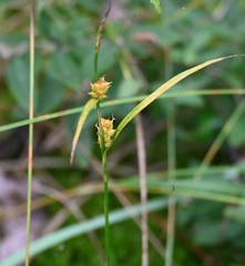 (c) Eric Lamb, some rights reserved (CC BY) Carex houghtoniana, photograph (c) Eric Lamb, some rights reserved (CC BY)