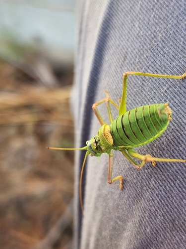 Lluciapomaresius anapaulae