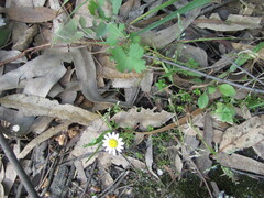 Chamaemelum fuscatum, photograph (c) zebedeugalinha, some rights reserved (CC BY)