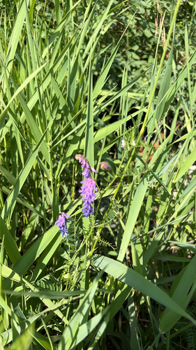 tufted vetch