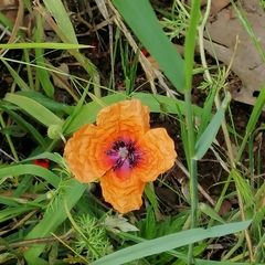 Papaver apulum