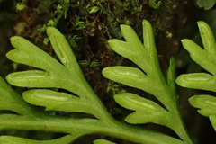 Asplenium ritoense
