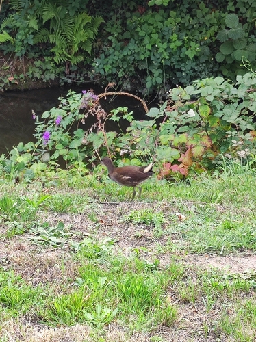 Common Moorhen
