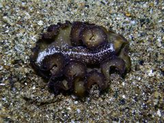 Pseudobiceros flowersi