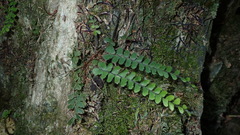 Adiantum malesianum