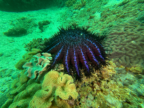 Acanthaster planci observed 2026-09-07
