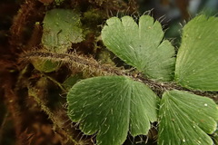 Adiantum malesianum