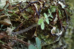 Adiantum malesianum