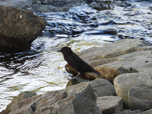 Brown Dipper