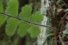 Adiantum malesianum