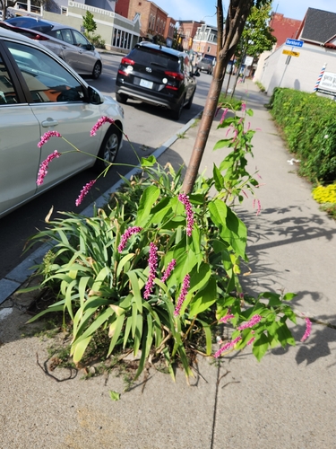 Persicaria orientalis
