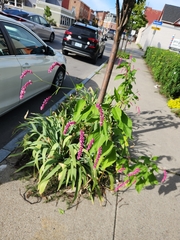 Persicaria orientalis