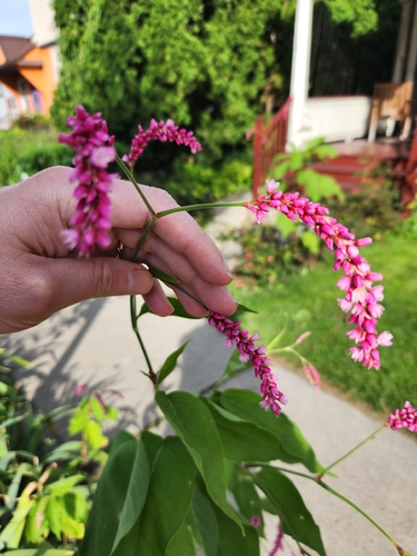 Persicaria orientalis, photograph 2