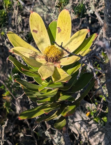 Leucadendron strobilinum, photograph 6