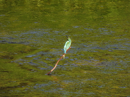 Common Kingfisher