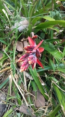 Aechmea tillandsioides