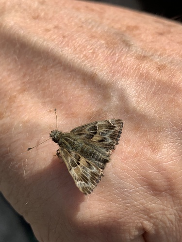 Mallow Skipper
