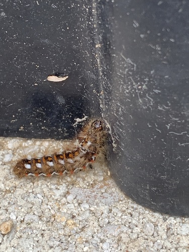 Knot Grass Moth