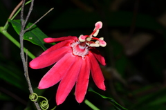 Passiflora glandulosa