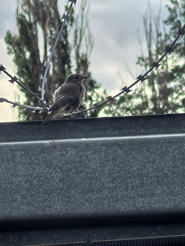 Black Redstart