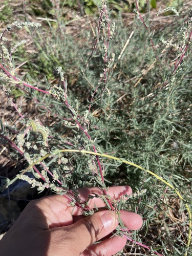 Bassia prostrata