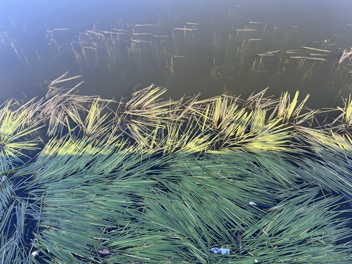 Glyceria fluitans, photograph 5