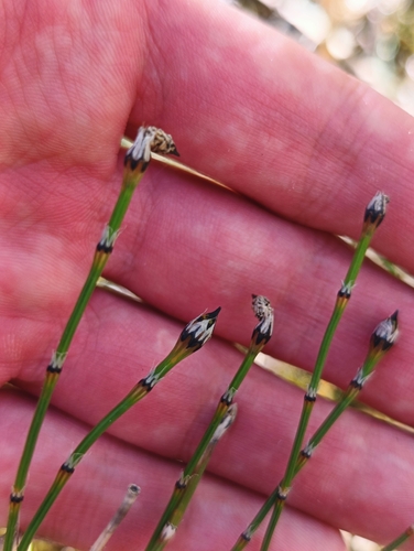 variegated horsetail