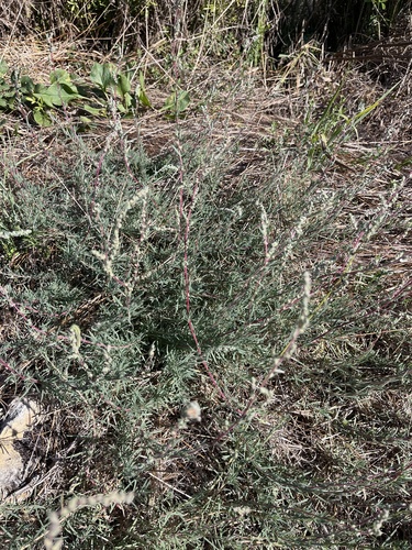 Bassia prostrata, photograph 3